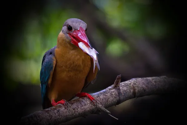 Mooie Ijsvogel Van Thailand Collectie Vangen Van Vis Neergestreken — Stockfoto