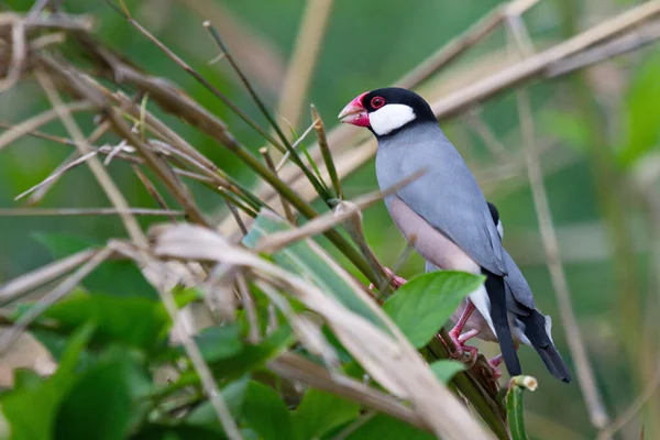 Mooie Java Mus Vogel Het Wild Zittend Een Tak — Stockfoto