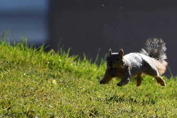 Natural View Squirrel Leaping Air — Stock Photo, Image