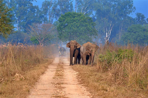 Группа Слонов Идёт Дороге — стоковое фото