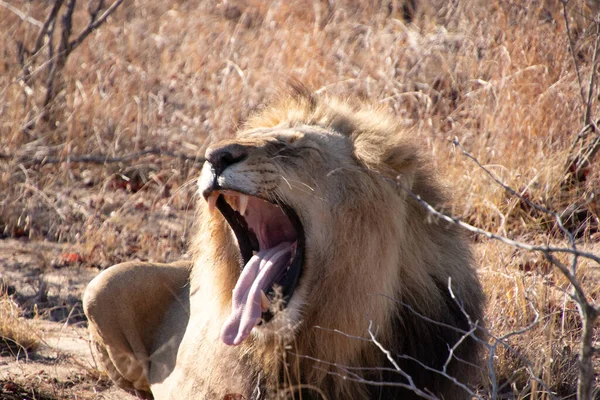 Aslan Gün Doğumunda Savananın Kralı Güney Afrika Nın Çalılıklarında Sabahın — Stok fotoğraf