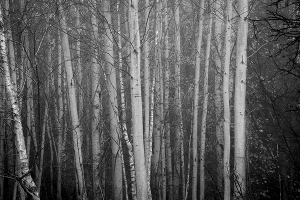 Μια Όμορφη Φωτογραφία Ενός Δάσους Πολλά Δέντρα Στην Ομίχλη — Φωτογραφία Αρχείου