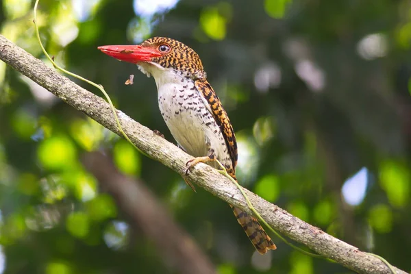 Belo Kingfisher Tailândia Coleção Captura Peixe Empoleirado — Fotografia de Stock