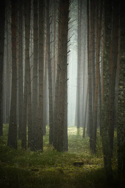 Plan Vertical Une Belle Forêt Avec Nombreux Arbres — Photo