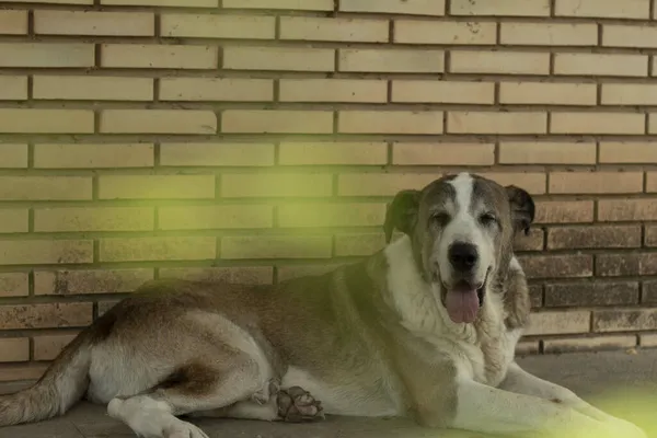 Pies Czeka Właściciela — Zdjęcie stockowe