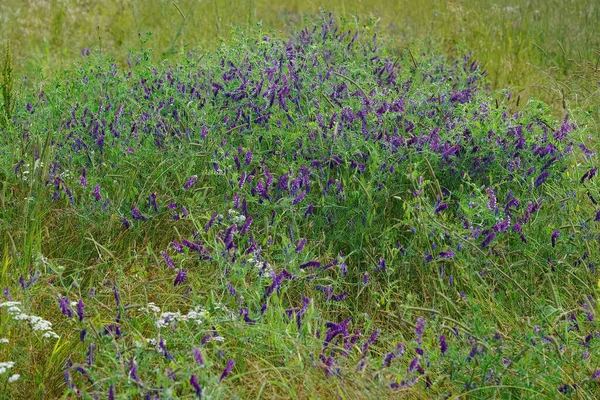 Zbliżenie Kolorowe Agregacji Dwukolorowe Niebieskie Owłosione Lub Zimowe Wyka Vicia — Zdjęcie stockowe