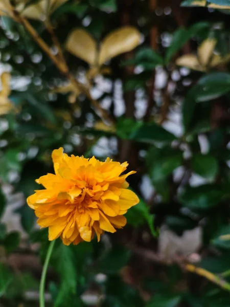 Piękne Ujęcie Żółtego Kwiatu — Zdjęcie stockowe