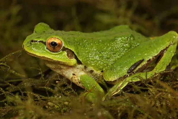 Closeup Colorful Green Pacific Treefrog Pseudacris Regilla Moss South Oregon — Stock Photo, Image