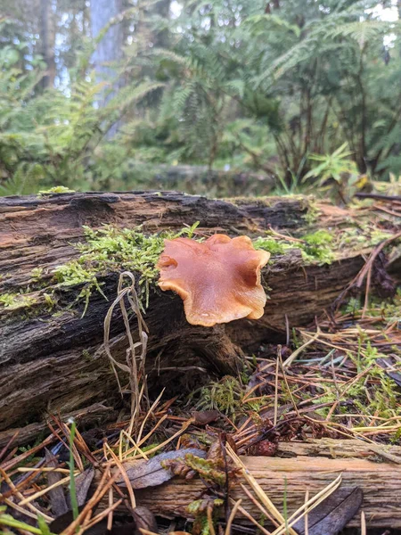 Tiro Vertical Fungo Não Comestível Floresta — Fotografia de Stock