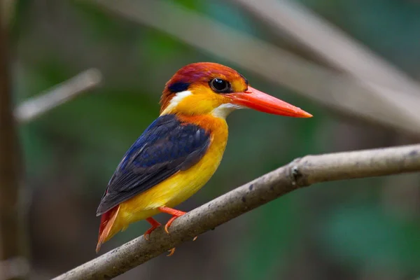 Belle Collection Kingfisher Thailand Attraper Des Poissons Perché — Photo