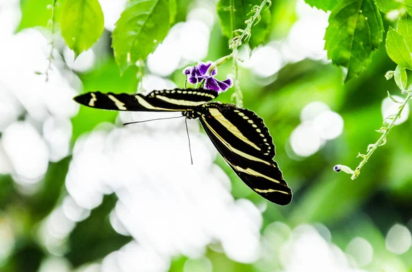 Ρηχό Επίκεντρο Της Πεταλούδας Heliconius Chargionia Zebra Πράσινα Φύλλα Στον — Φωτογραφία Αρχείου