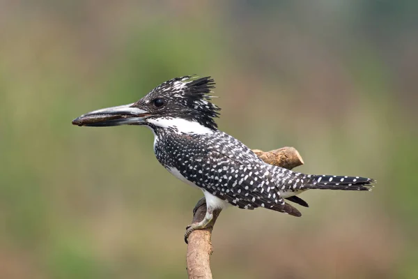 Hermoso Kingfisher Tailandia Colección Captura Peces Encaramado — Foto de Stock