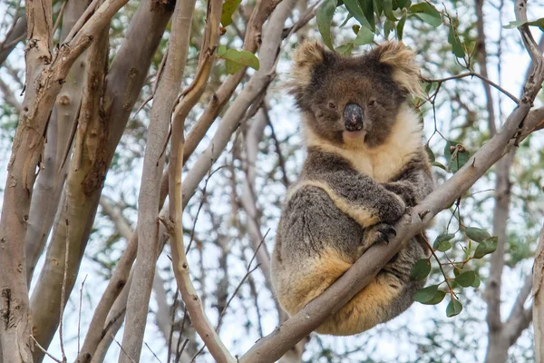 Eine Flache Aufnahme Eines Koalas Auf Einem Baum Der Direkt — Stockfoto