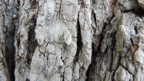 Detailní Záběr Kůru Stromu — Stock fotografie
