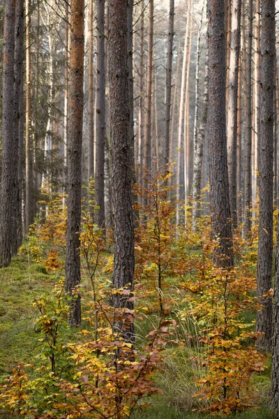 Pionowe Ujęcie Pięknego Lasu Wieloma Drzewami — Zdjęcie stockowe