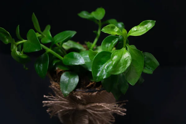 Natürliche Zierpflanze Isoliert Auf Schwarzem Hintergrund Kopierraum — Stockfoto