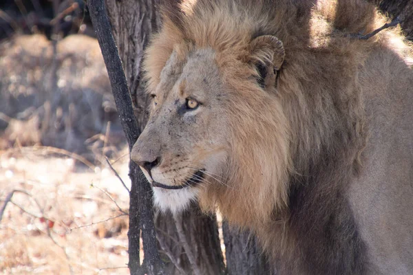 León Rey Sabana Amanecer Temprano Mañana Monte Sudáfrica Relajado Alimentado —  Fotos de Stock