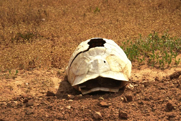 Vybledlá Želví Skořápka Prašné Silnici Poušti Jižní Afriky Bílé Kosti — Stock fotografie