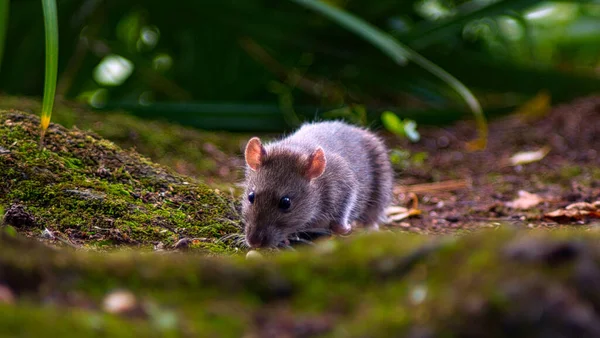 Brun Råtta Går Runt Mossa Skog — Stockfoto