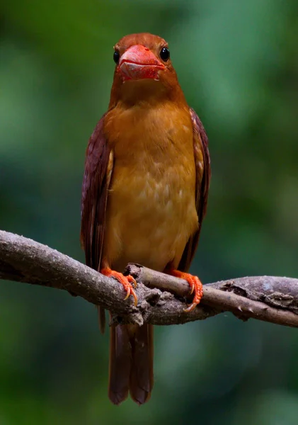 Schöne Eisvogel Von Thailand Sammlung Fangen Fische Und Hocken — Stockfoto