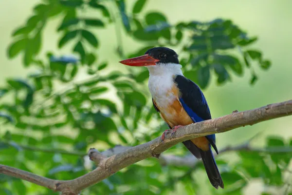 Όμορφη Kingfisher Της Ταϊλάνδης Συλλογή Αλίευση Ψαριών Και Σκαρφαλωμένο — Φωτογραφία Αρχείου