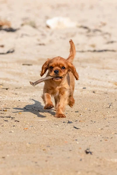Seekor Anjing Pelacak Raja Charles Anak Anjing Ruby Bermain Pantai — Stok Foto