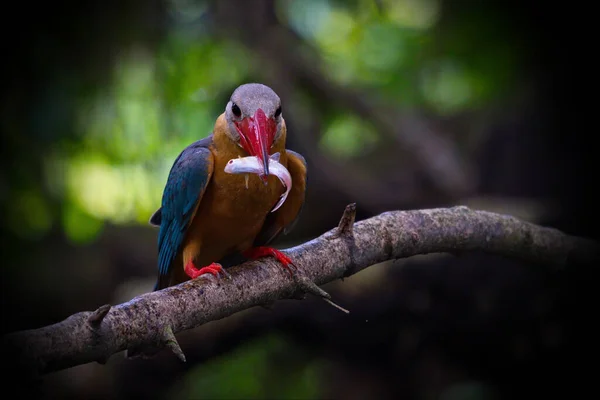 Красивая Коллекция Kingfisher Thailand Ловящая Рыбу Окуня — стоковое фото