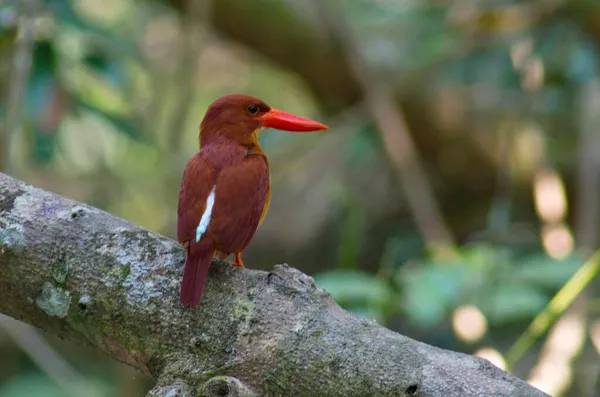 Tayland Güzel Kingfisher Koleksiyonu Balık Yakalayıp Tünemiş — Stok fotoğraf