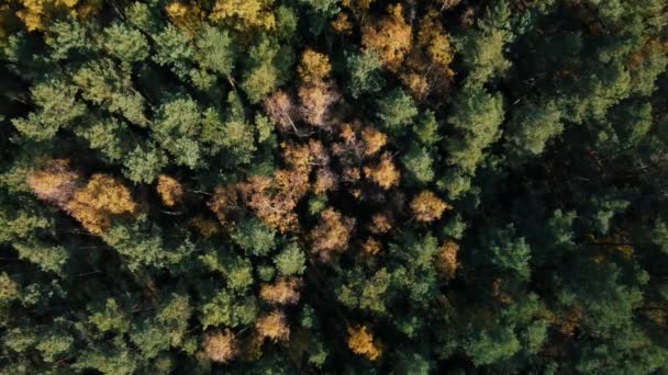 朝の森の空中風景 — ストック動画