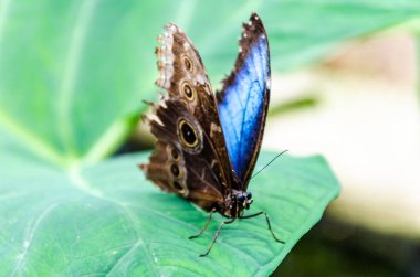 A Shallow focus pf a Beautiful Morpho peleides (Blue Morpho) butterfly on green leaves clipart