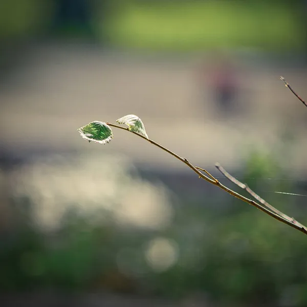 Een Close Opname Van Een Plant Een Bos Gedurende Dag — Stockfoto