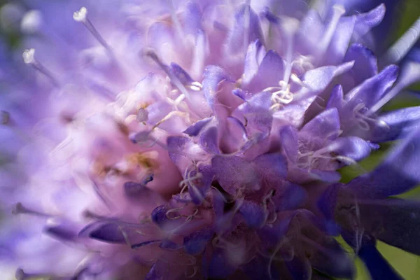 Ένα Κοντινό Πλάνο Από Χνουδωτό Βιολετί Λουλούδι Knautia Arvensis Που — Φωτογραφία Αρχείου