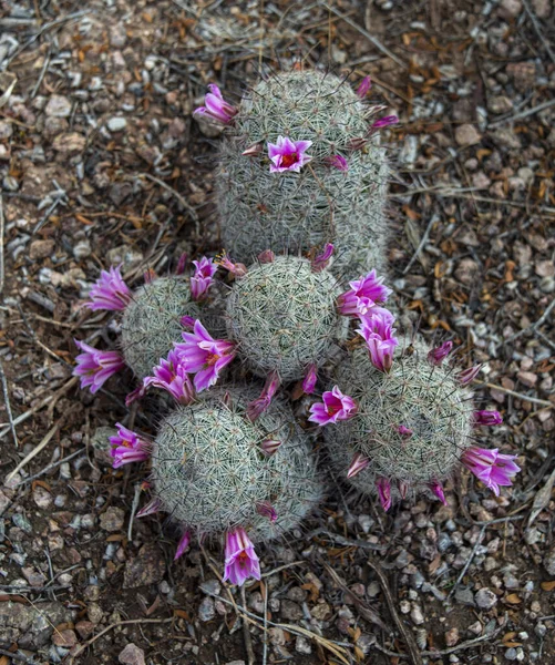 Phoenix Estados Unidos 2021 Una Vista Superior Del Cactus Pincushion —  Fotos de Stock