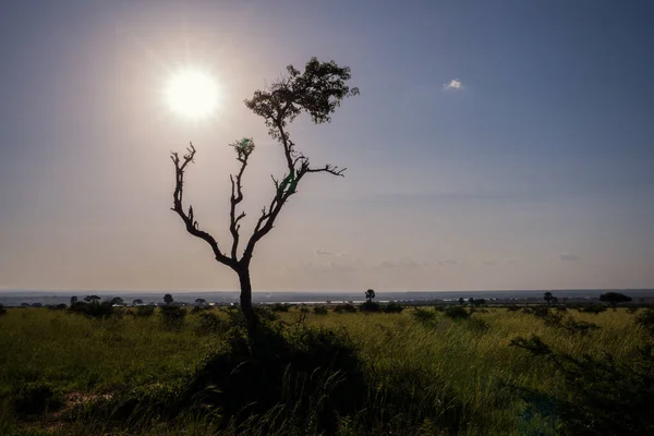 Una Vista Panorámica Anorámica Del Paisaje Del Parque Nacional Murchison —  Fotos de Stock