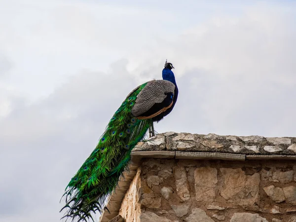 Çatıya Tünemiş Muhteşem Bir Tavus Kuşunun Alçak Açılı Çekimi — Stok fotoğraf