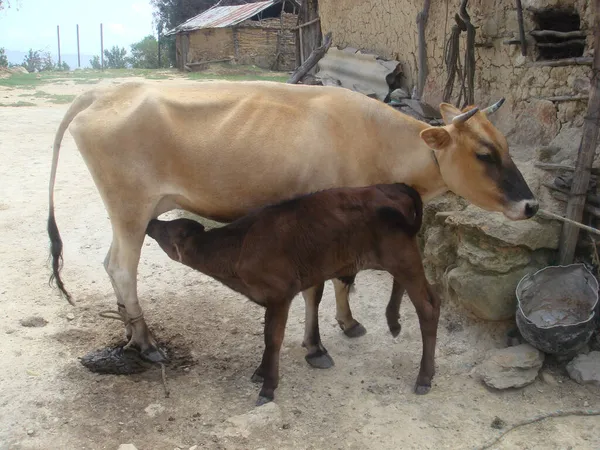 Bezerro Bebendo Leite Materno Perto Velho Dia Celeiro Vaca — Fotografia de Stock