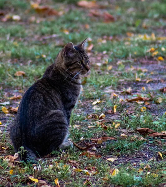 Een Verticaal Shot Van Een Mooie Tabby Kat Zittend Grond — Stockfoto