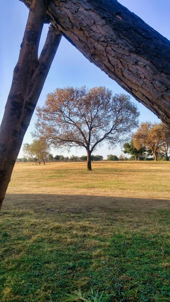 Vacker Utsikt Över Träden Gräsfältet Den Blå Himlen — Stockfoto