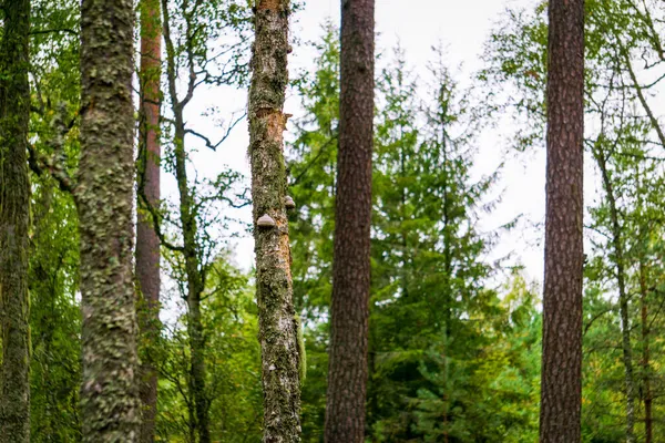 Gros Plan Une Forêt Lumière Jour — Photo