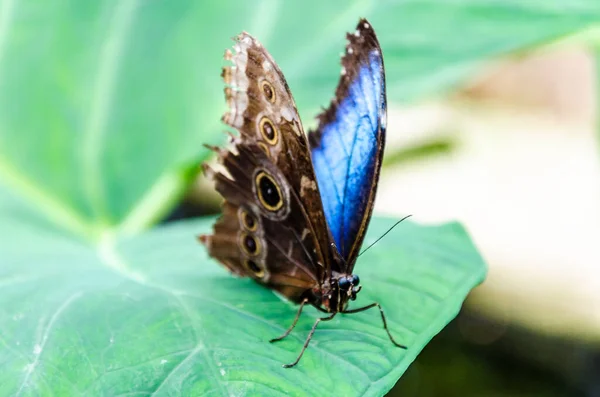 Shallow Focus Beautiful Morpho Peleides Blue Morpho Butterfly Green Leaves — Stock Photo, Image