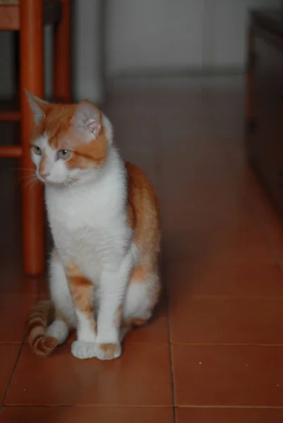 Tiro Close Gato Gengibre Dentro Casa — Fotografia de Stock