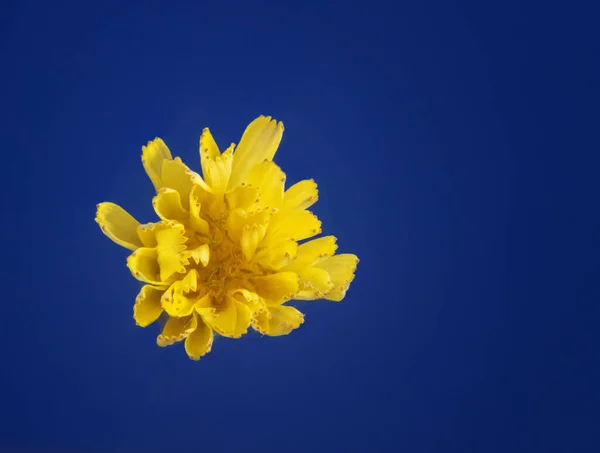 Closeup Shot Yellow Mums Head Isolated Blue Background — Stock Photo, Image