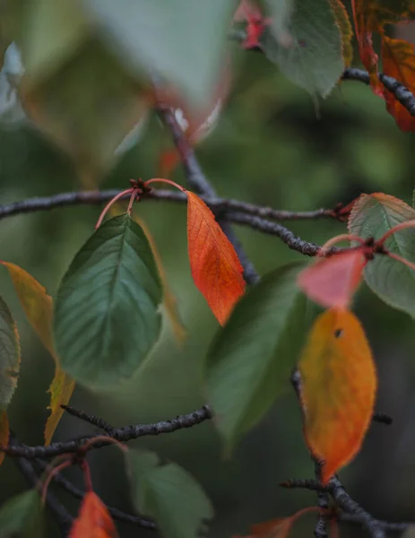 秋に緑とオレンジの乾燥した葉を持つ木の枝のクローズアップショット — ストック写真