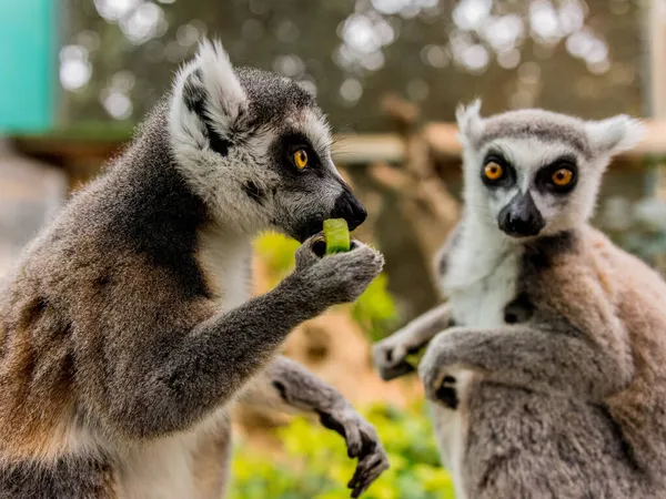 Närbild Ett Par Lemurer Som Äter Gröna Blad — Stockfoto