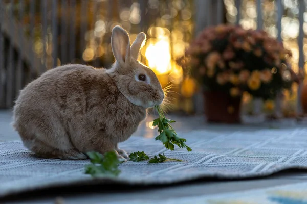 庭で地面に緑を食べるかわいい国内ウサギのクローズアップ — ストック写真