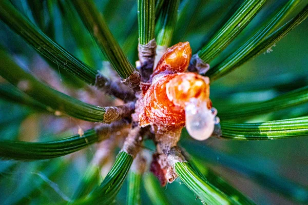 Primer Plano Brotes Pino Que Crece Bosque Bajo Luz Del — Foto de Stock