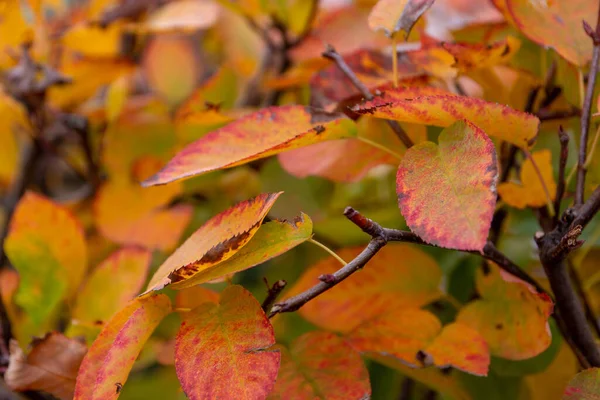 紅葉の木の枝 — ストック写真