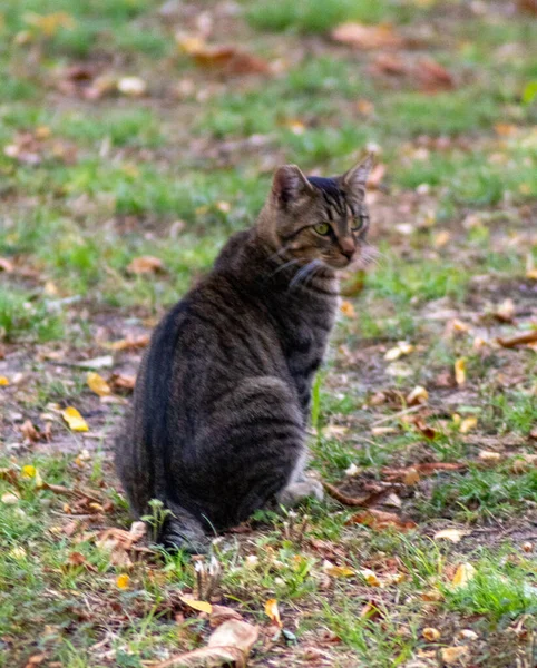 Eine Vertikale Aufnahme Einer Gestreiften Tabby Katze Auf Einer Wiese — Stockfoto