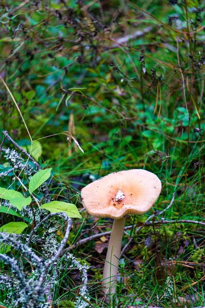 秋天森林里的一帧垂直的真菌 — 图库照片