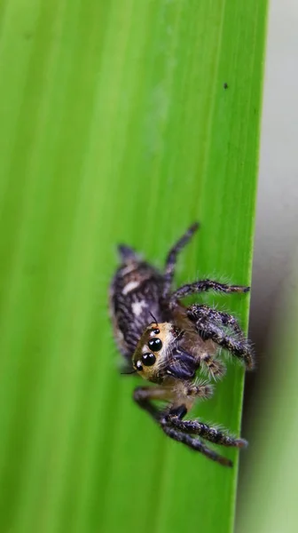 나뭇잎 거미의 매크로 — 스톡 사진
